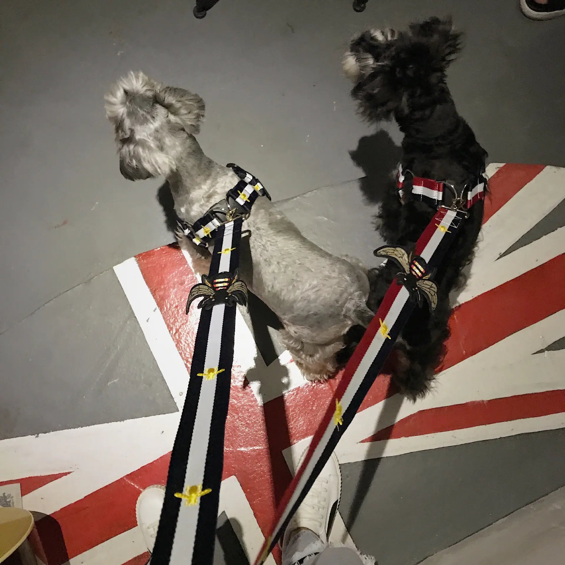 Arnés y Correa Modernos para Perros de Todas las Tallas Boutique Ecom