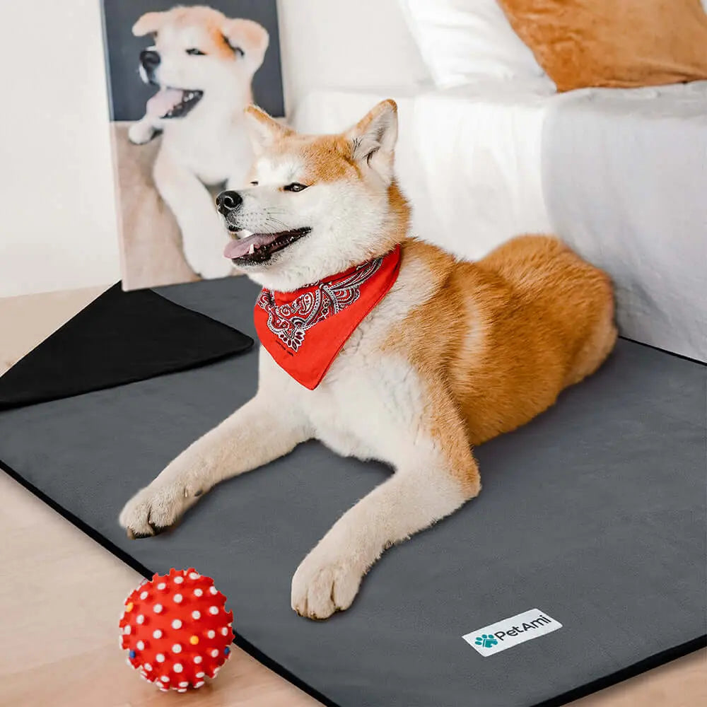 Waterproof Dog Blanket – Protection, Comfort and Practicality Chien