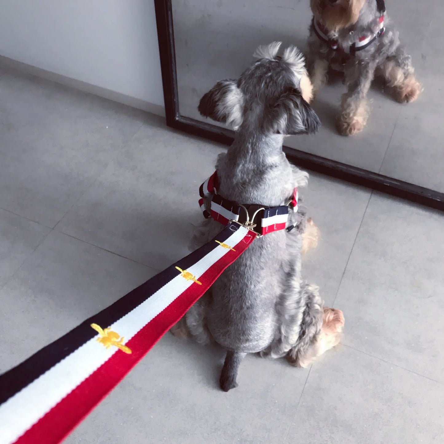Arnés y Correa Modernos para Perros de Todas las Tallas Boutique Ecom