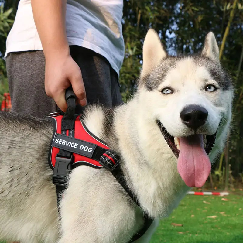 Laisse pour Chiens Moyens et Grands avec Gilet de Poitrail Boutique Ecom