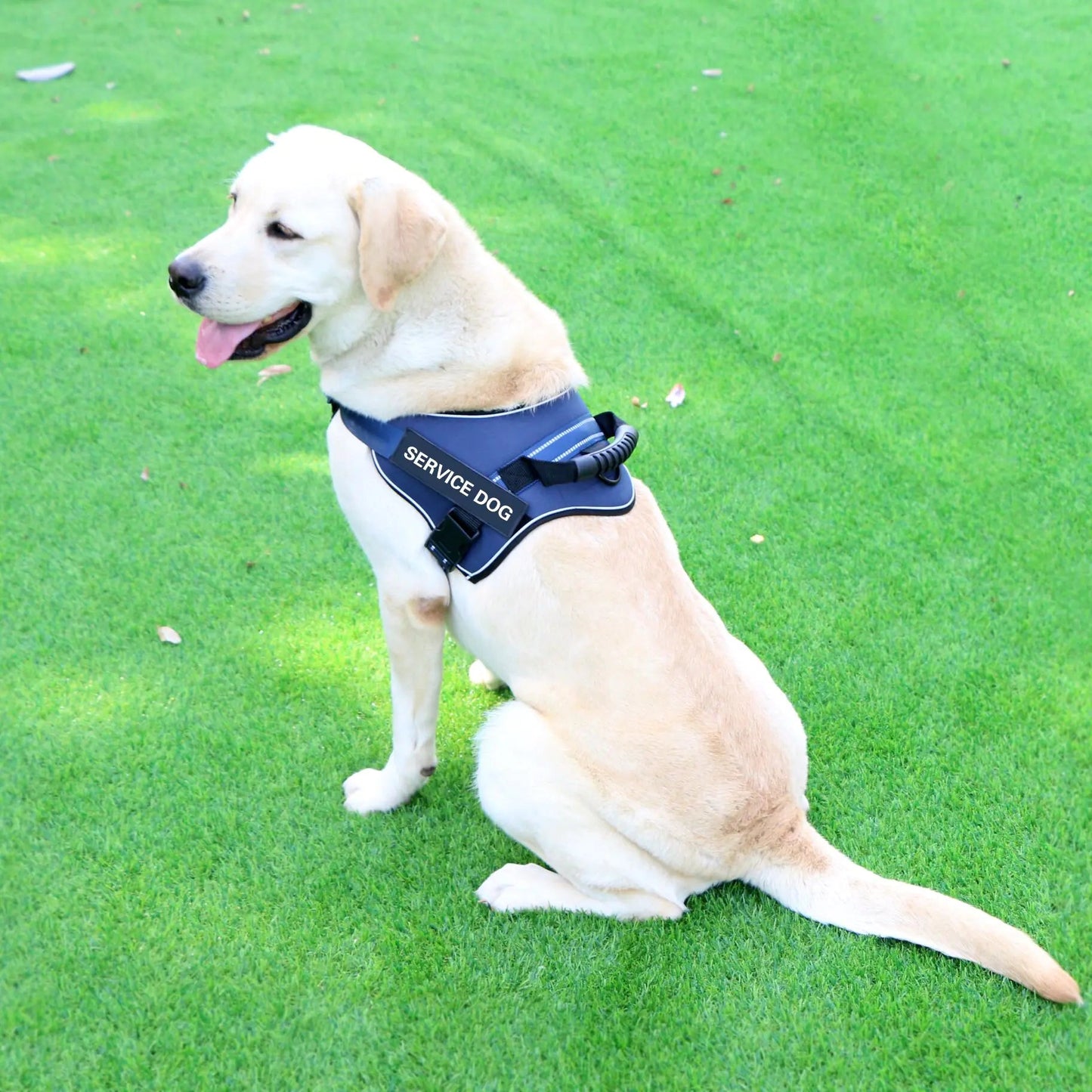 Laisse pour Chiens Moyens et Grands avec Gilet de Poitrail Boutique Ecom