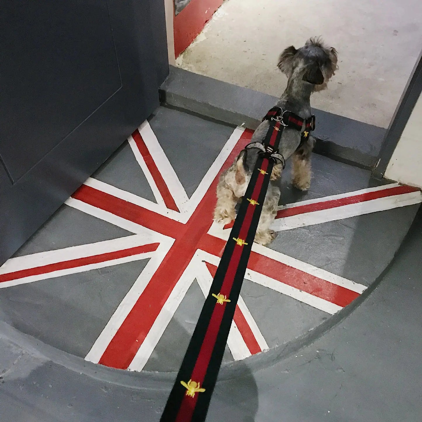 Arnés y Correa Modernos para Perros de Todas las Tallas Boutique Ecom