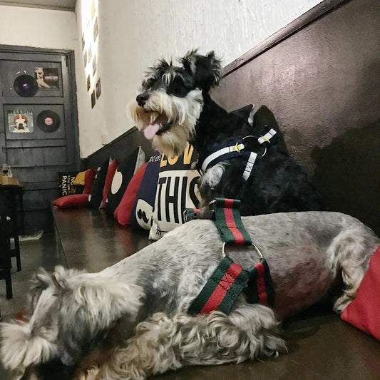 Arnés y Correa Modernos para Perros de Todas las Tallas Boutique Ecom