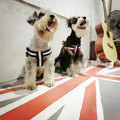 Arnés y Correa Modernos para Perros de Todas las Tallas Boutique Ecom