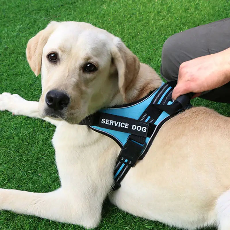 Laisse pour Chiens Moyens et Grands avec Gilet de Poitrail Boutique Ecom