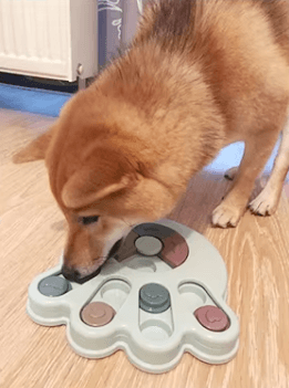 Chien interactif utilisant une gamelle pour stimuler l'esprit et ralentir la prise alimentaire.